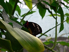 075 Kuranda Butterfly Sancturary